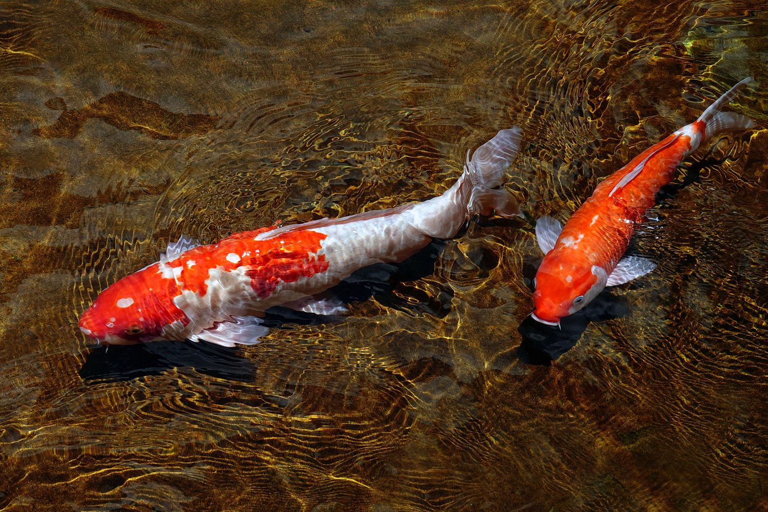 陳永鑑_錦鯉遊緃_20220627r.jpg