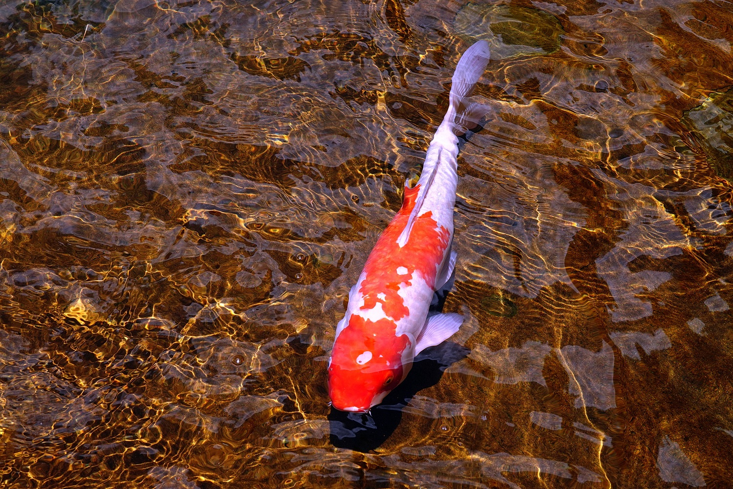 陳永鑑_錦鯉遊緃_20220629f.jpg