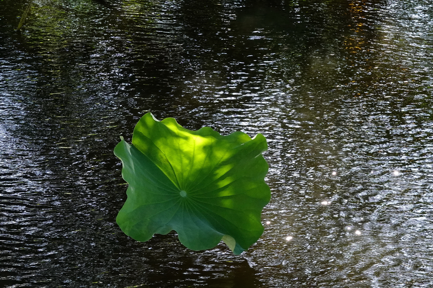 陳永鑑_荷花作品_20240615l.jpg