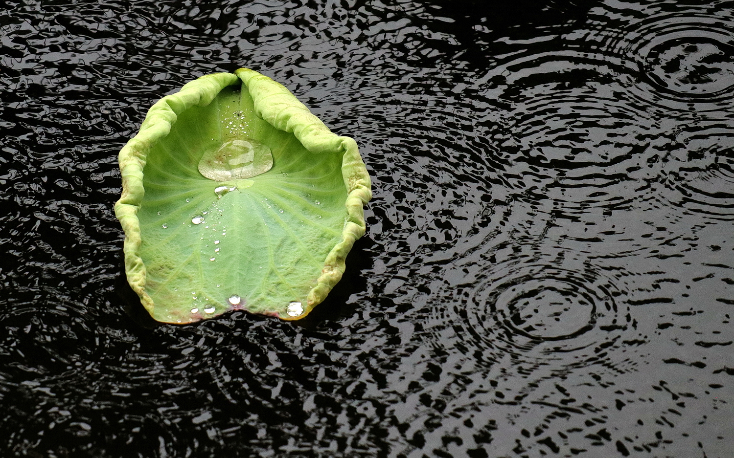 陳永鑑_荷花作品_20240816a.jpg