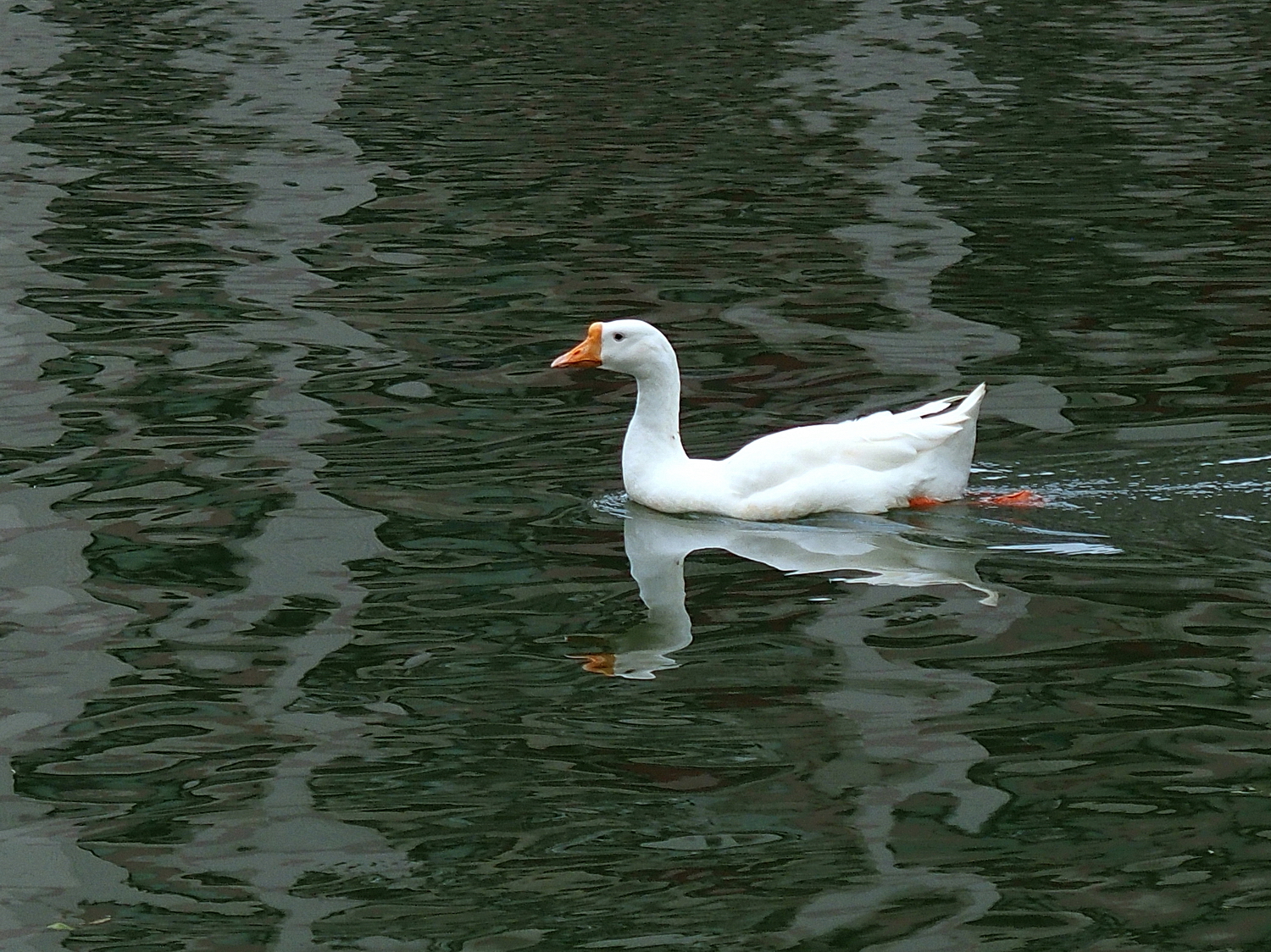 陳永鑑_悠遊水上20241002q.JPG