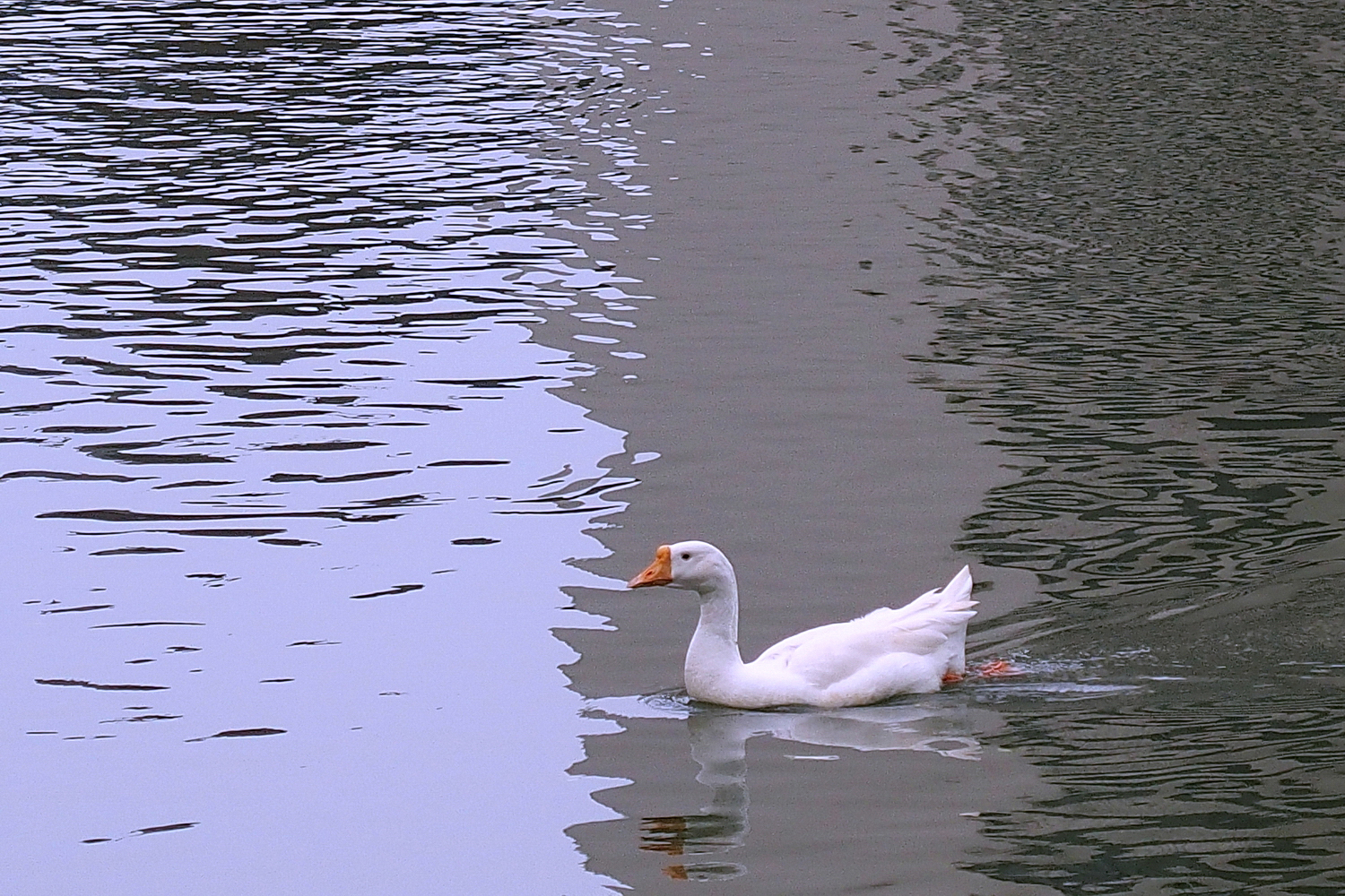 陳永鑑_悠遊水上20241002s.JPG