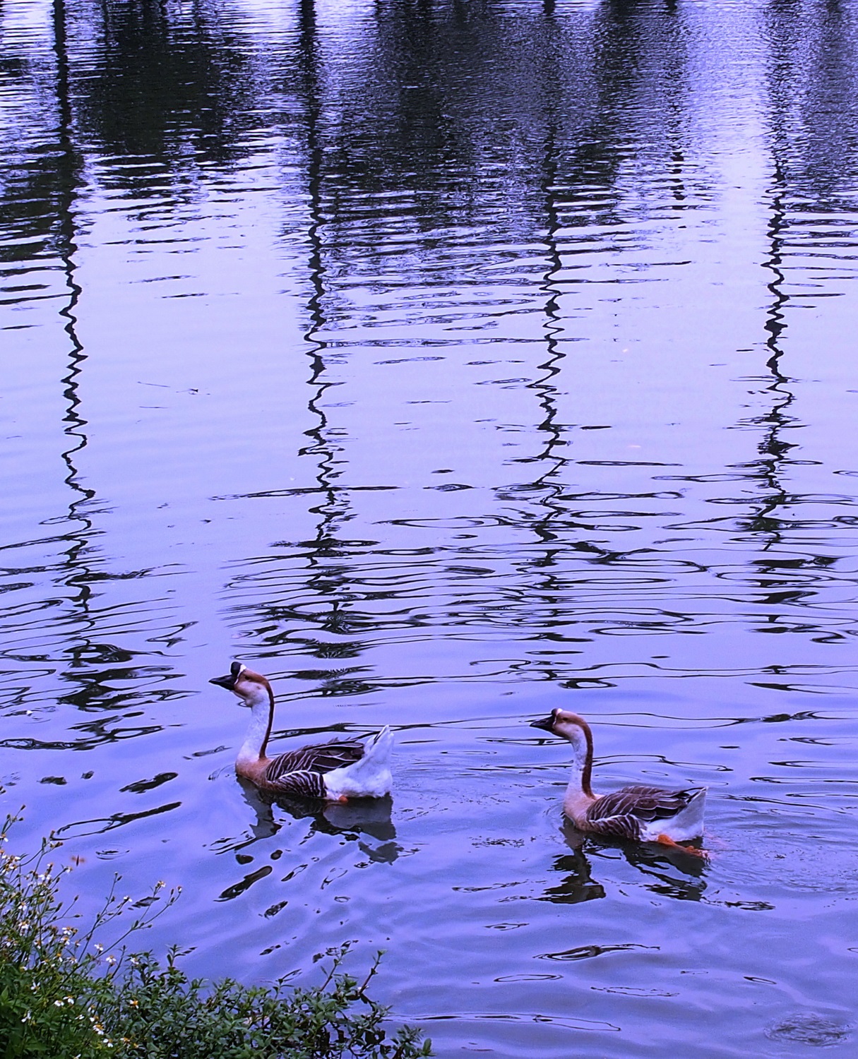 陳永鑑_悠遊水上20241006d.JPG