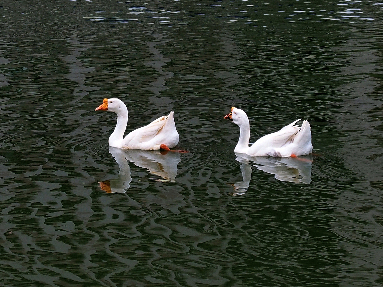 陳永鑑_悠遊水上20241006b.JPG