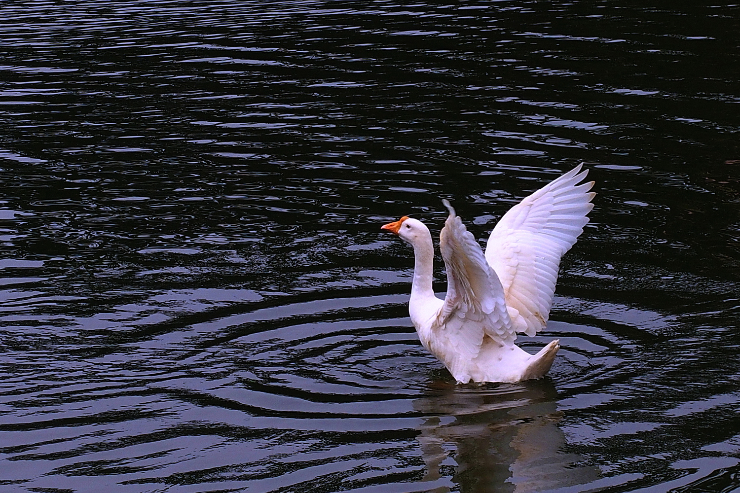 陳永鑑_悠遊水上20241006a.JPG