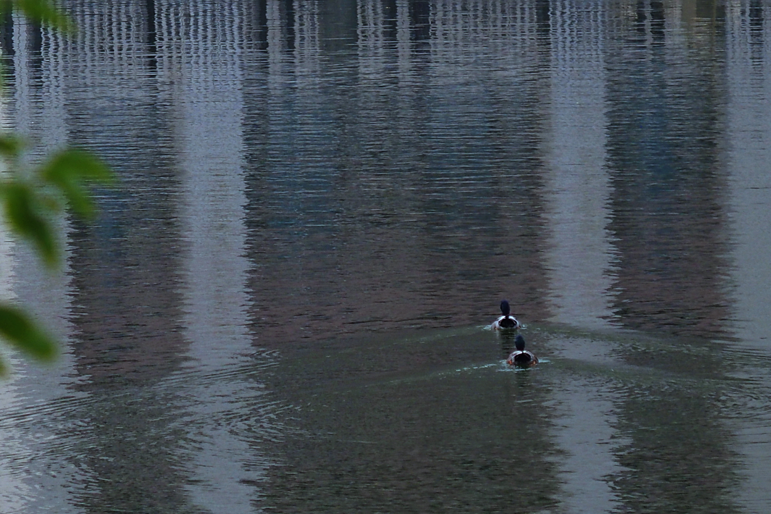 陳永鑑_悠遊水上20241006i.JPG