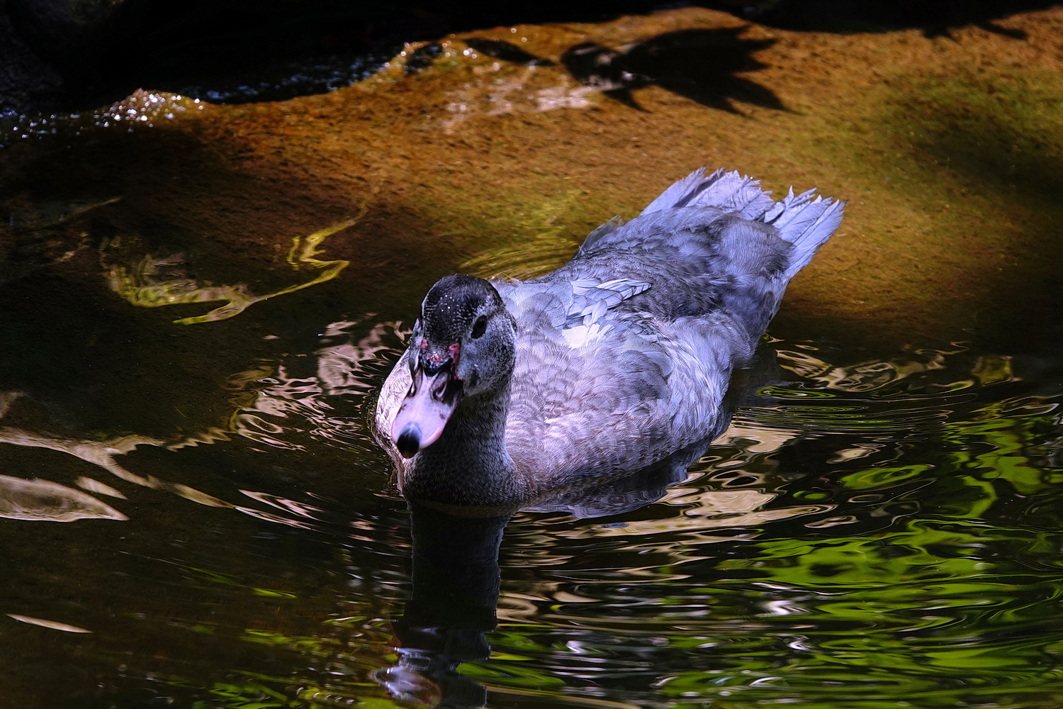 陳永鑑_悠遊水上20241117b.JPG