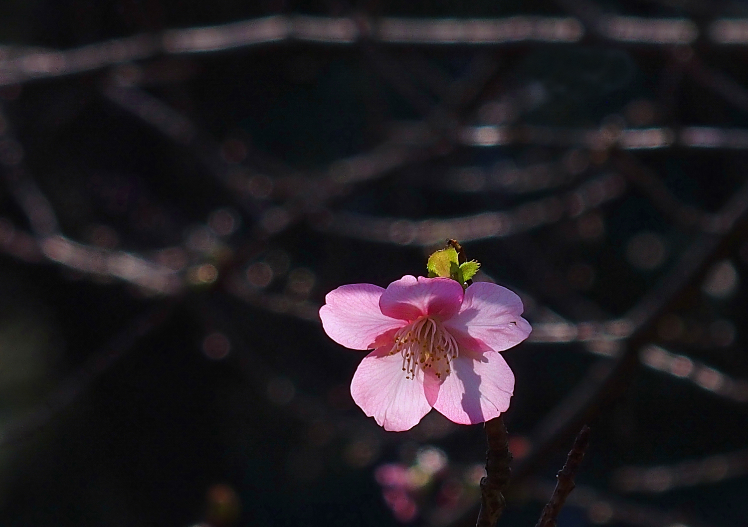 陳永鑑櫻桃花作品20250124d.JPG