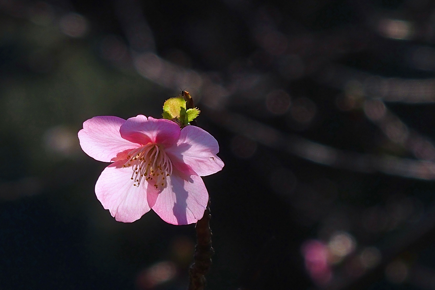 陳永鑑櫻桃花作品20250125f.JPG