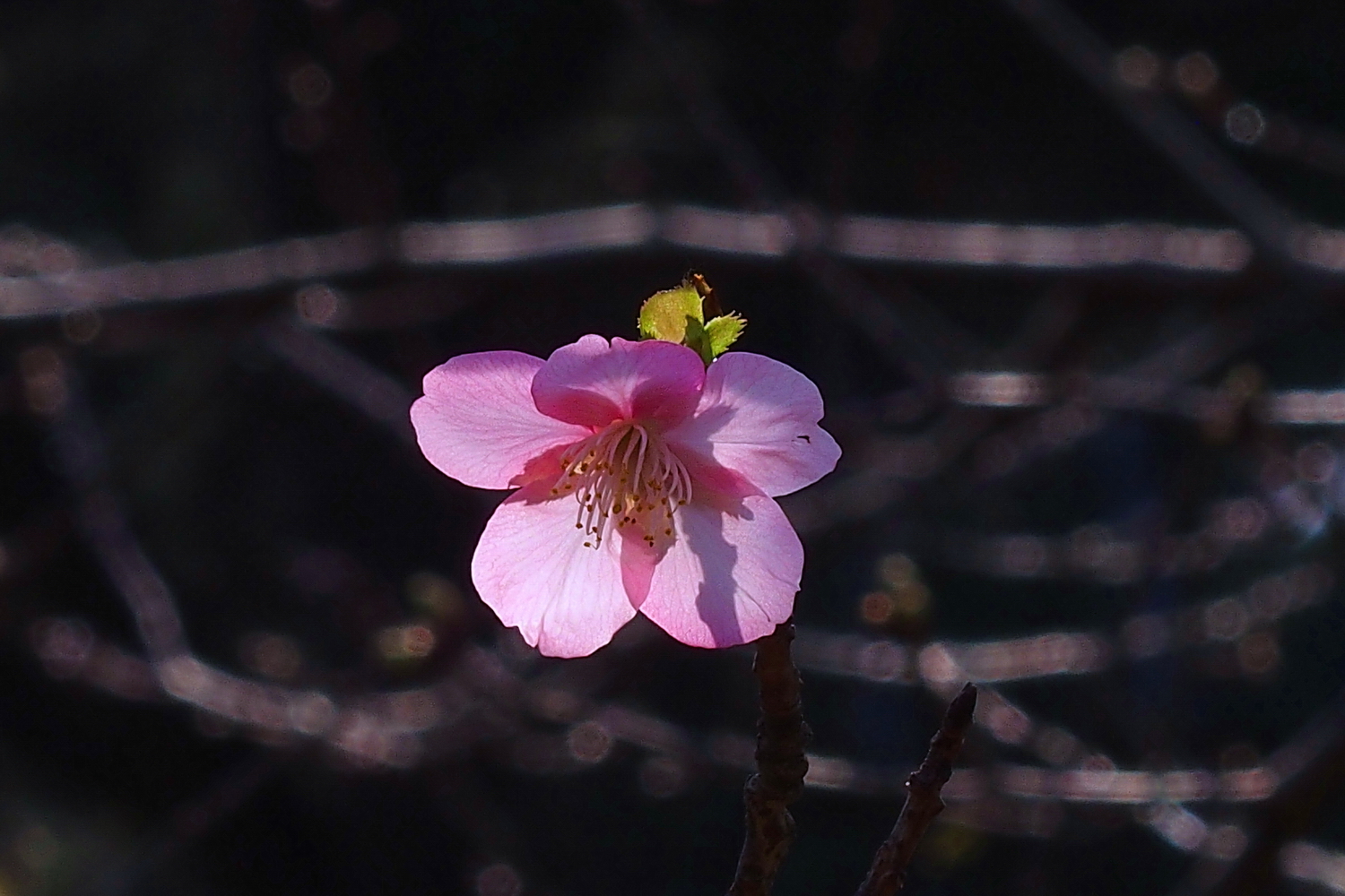 陳永鑑櫻桃花作品20250125k.JPG