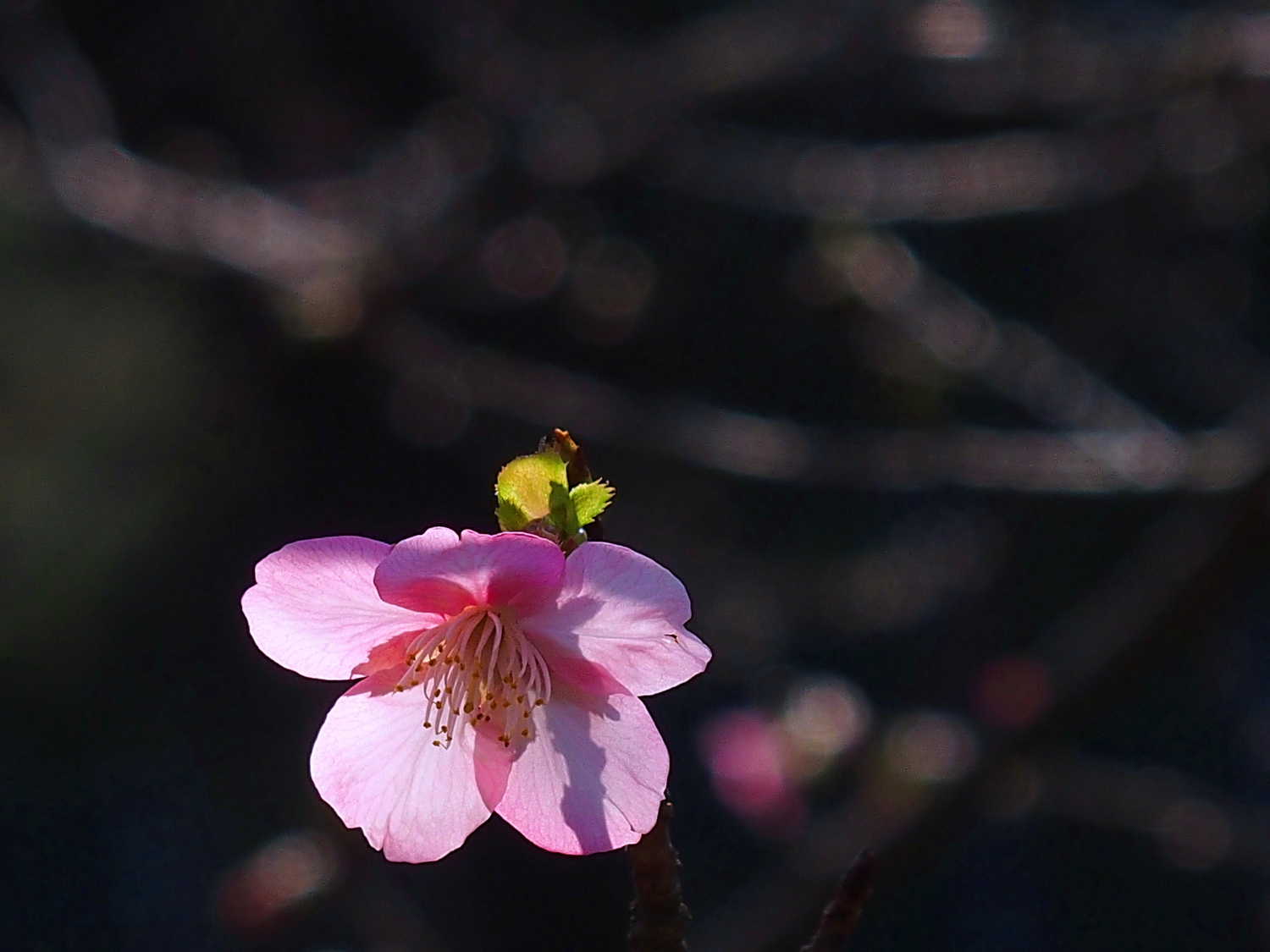 陳永鑑櫻桃花作品20250125g.JPG